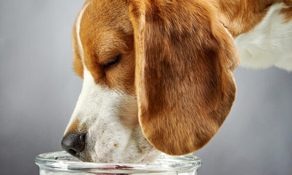 Beagle dog drinks water from a glass bowl