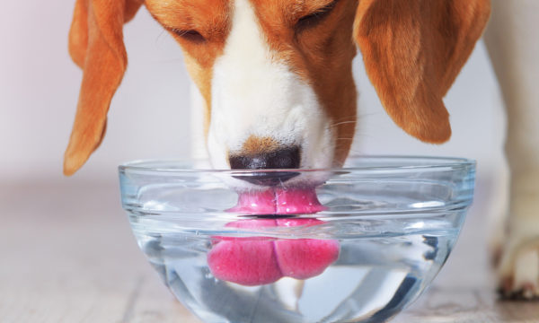 Nuvia Water Dog