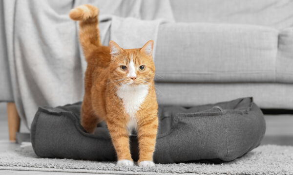 Cute,Red,Cat,In,Pet,Bed,Near,Sofa Cute red cat in pet bed near sofa